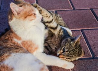 Cómo Contratar un Canguro de Gatos en Navidad Cómo Contratar un Canguro de Gatos en Navidad