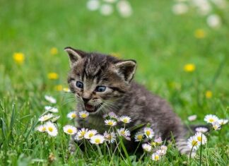 Cómo Elegir Juguetes para Tu Gato en Navidad Cómo Elegir Juguetes para Tu Gato en Navidad