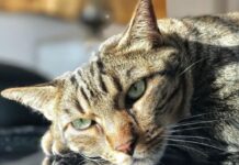 La tristeza de Vanesa Romero por la Muerte de su Gato La tristeza de Vanesa Romero por la Muerte de su Gato