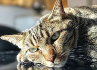 La tristeza de Vanesa Romero por la Muerte de su Gato La tristeza de Vanesa Romero por la Muerte de su Gato