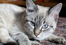 ¿Con Quién se Queda el Gato en Caso de Divorcio? ¿Con Quién se Queda el Gato en Caso de Divorcio?