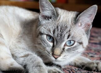 ¿Con Quién se Queda el Gato en Caso de Divorcio? ¿Con Quién se Queda el Gato en Caso de Divorcio?