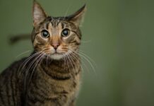 Cómo Identificar una Tienda de Mascotas Online de Confianza Cómo Identificar una Tienda de Mascotas Online de Confianza