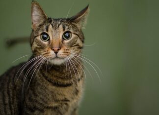 Cómo Identificar una Tienda de Mascotas Online de Confianza Cómo Identificar una Tienda de Mascotas Online de Confianza