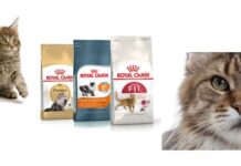 ¿CÓMO EDUCAR a un GATO desde que es PEQUEÑO? CÓMO EDUCAR a un GATO desde que es PEQUEÑO