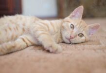 Síntomas y Prevención de la Demencia Felina Demencia felina