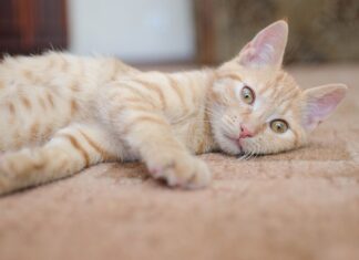 Síntomas y Prevención de la Demencia Felina Demencia felina