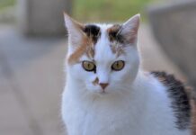 5 Razones para Estudiar Veterinaria 5 Razones para Estudiar Veterinaria