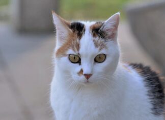 5 Razones para Estudiar Veterinaria 5 Razones para Estudiar Veterinaria