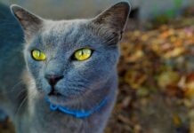 Gatoterapia para Combatir la Soledad de la Vejez Gatos