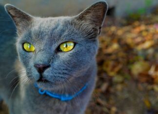 Gatoterapia para Combatir la Soledad de la Vejez Gatos