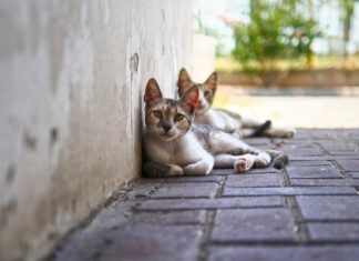 5 Propósitos de Año Nuevo para Dueños de Gatos 5 Propósitos de Año Nuevo para Dueños de los Gatos