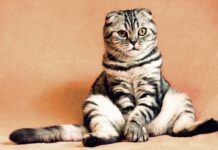 5 Razones para Adoptar un Gato Adulto 5 Razones para Adoptar un Gato Adulto