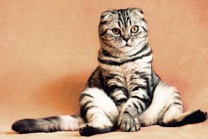 5 Razones para Adoptar un Gato Adulto