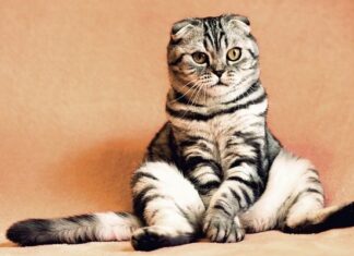 5 Razones para Adoptar un Gato Adulto 5 Razones para Adoptar un Gato Adulto