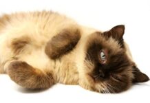 6 Emociones que te Aporta la Convivencia con tu Gato 6 Emociones que te Aporta la Convivencia con el Gato