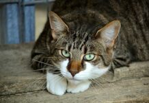 Qué es el Contrato de Adopción del Gato Qué es el Contrato de Adopción del Gato
