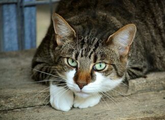 Qué es el Contrato de Adopción del Gato Qué es el Contrato de Adopción del Gato