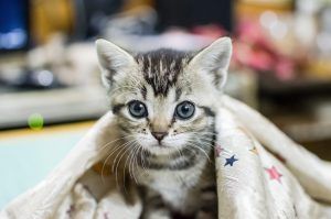Lo Que Aprendemos de los Gatos