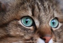 Cómo Inspirarte para Elegir el Nombre de Tu Gato Cómo Inspirarte para Elegir el Nombre de Tu Gato