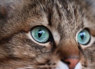 Cómo Inspirarte para Elegir el Nombre de Tu Gato Cómo Inspirarte para Elegir el Nombre de Tu Gato