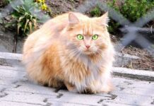 Mundo Animalia, App para el Cuidado de los Gatos Mundo Animalia, App para el Cuidado de los Gatos