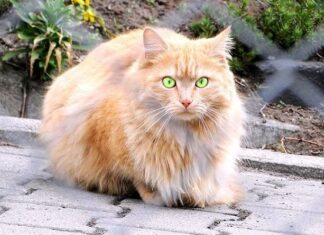 Mundo Animalia, App para el Cuidado de los Gatos Mundo Animalia, App para el Cuidado de los Gatos