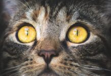 El uso de PIPETAS en gatos Pipetas para GATOS