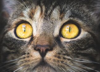 El uso de PIPETAS en gatos Pipetas para GATOS