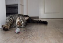 JUGUETES para que los gatos jueguen solos JUGUETES para que los gatos jueguen solos