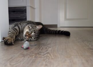 JUGUETES para que los gatos jueguen solos JUGUETES para que los gatos jueguen solos