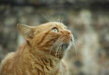 Cómo es la vida de un GATO que vive en la calle Cómo es la vida de un GATO que vive en la calle