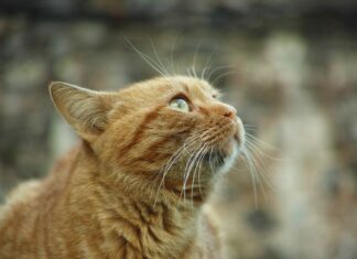 Cómo es la vida de un GATO que vive en la calle Cómo es la vida de un GATO que vive en la calle