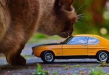 Viajar en coche con un gato, cómo hacerlo con éxito Viajar en coche con un gato, cómo hacerlo con éxito