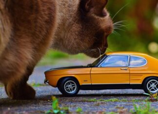 Viajar en coche con un gato, cómo hacerlo con éxito Viajar en coche con un gato, cómo hacerlo con éxito