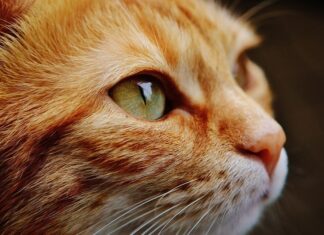 La insuficiencia renal en gatos La insuficiencia renal en gatos