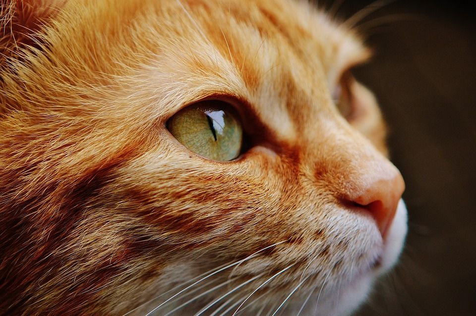 La insuficiencia renal en gatos