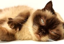 Tips para CEPILLAR a tu gato Tips para CEPILLAR a tu gato