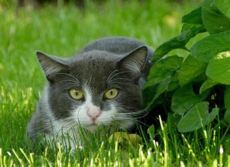 El CELO en las gatas (Parte II) El CELO en las gatas