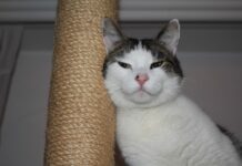 Las razas de gatos más cariñosas Las razas de gatos más cariñosas