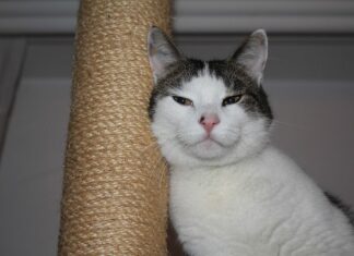 Las razas de gatos más cariñosas Las razas de gatos más cariñosas