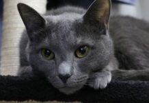 La leucemia en los gatos La leucemia en los gatos