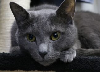 La leucemia en los gatos La leucemia en los gatos