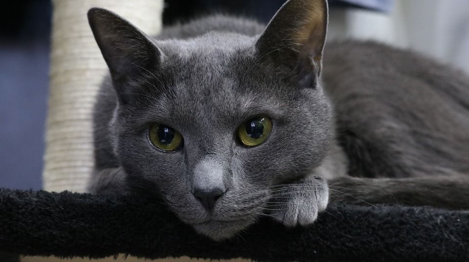 La leucemia en los gatos