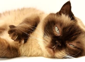 Los GATOS y las caricias Los GATOS y las caricias