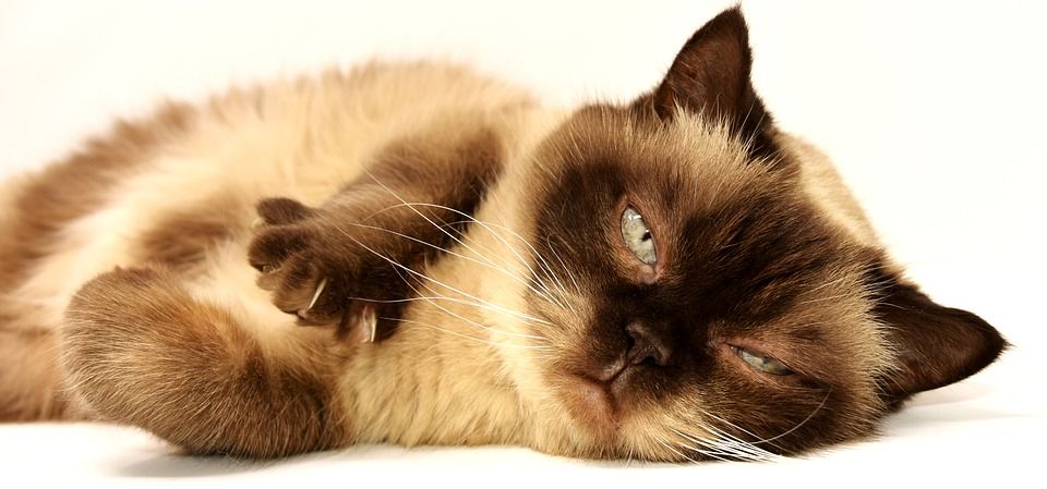 Los GATOS y las caricias