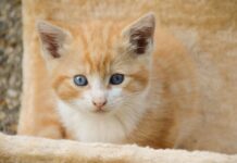 Tips para mantener su arenero limpio Tips para mantener su arenero limpio