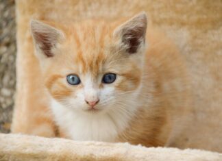 Tips para mantener su arenero limpio Tips para mantener su arenero limpio