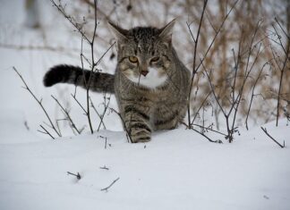 Cómo ayudar al gato a pasar mejor el INVIERNO Cómo ayudar al gato a pasar mejor el INVIERNO
