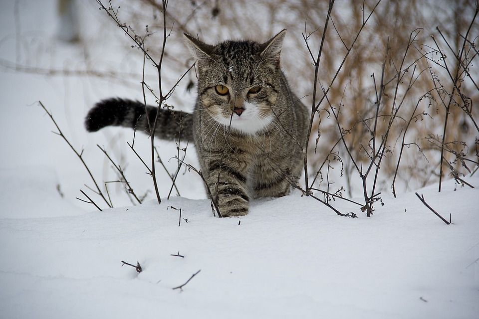 Cómo ayudar al gato a pasar mejor el INVIERNO